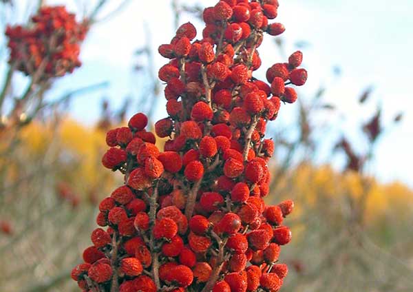 Khasiat Sumac 