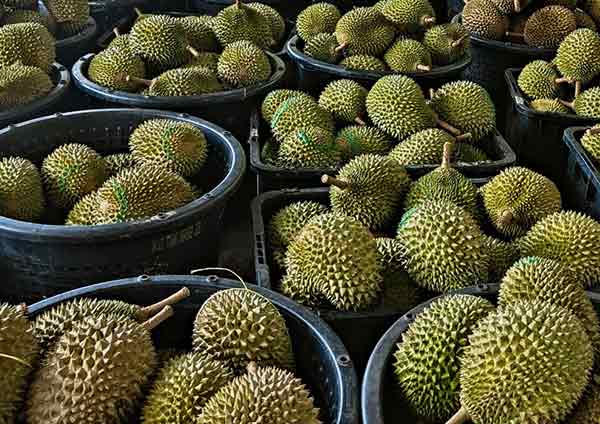 durian3